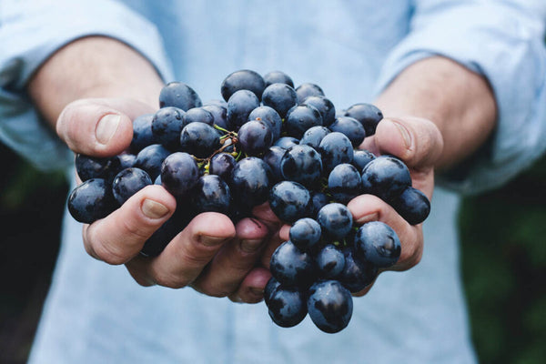 Top Five Berries Containing Resveratrol