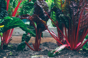 Top Five Foods for Fighting Cancer