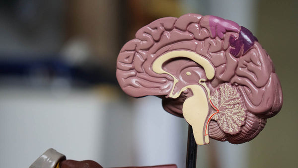 Top Five Nutrients For A Healthy Brain